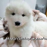 Ветус, ветеринарна клініка фото