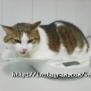 Ветус, ветеринарна клініка фото