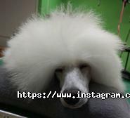 СимпотяЖка, зоосалон фото