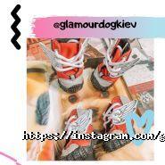 Glamour Dog, домашні тварини і птахи фото