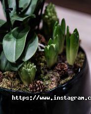 Loft flowers, інтернет-магазин квітів фото