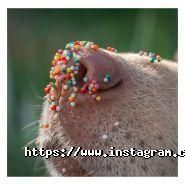 Бегемот, зоодім фото