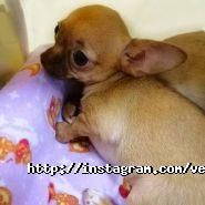 Ветус, ветеринарна клініка фото