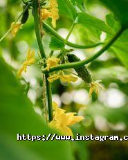 Mozzarella fresca, продуктовый магазин фото