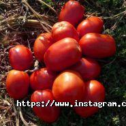 Agrolife, садово-городний інтернет-магазин фото