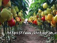 Agrolife, садово-городний інтернет-магазин фото