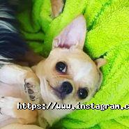 Chihomaniay, монопородний розплідник чихуахуа фото