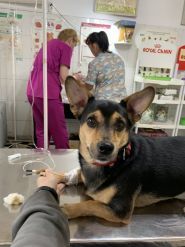 Пёс и Кот, ветеринарная клиника фото