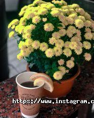 Veranda, кав'ярня фото