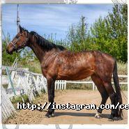 Centaur, конно-спортивный комплекс фото