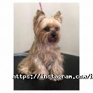 Bruno Groom, зооцентр фото