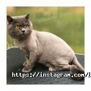 Bruno Groom, зооцентр фото