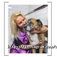 V.O.G Dog Salon, сеть груминг-салонов фото