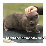 Bruno Groom, зооцентр фото