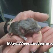 EcoCentr, клініка для гризунів і екзотичних тварин фото