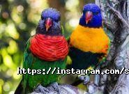 S-elephant, туристичне агентство фото