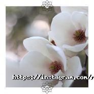 Ramyoga, студія йоги фото