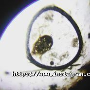 EcoCentr, клініка для гризунів і екзотичних тварин фото