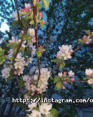 Ковдра, студія краси фото