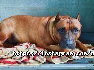 Dog premium, ветеринарная клиника фото