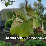 Наші Люди, туристична компанія фото