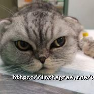 Оберіг, ветеринарна клініка фото