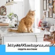 Dog premium, ветеринарная клиника фото