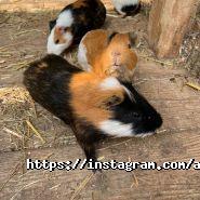 Animal park, контактний зоопарк фото