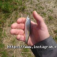 Олеандр, фото-відео майстерня фото