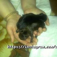 Оберіг, ветеринарна клініка фото