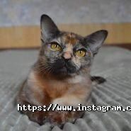 Ocean Eyes, розплідник бурманских кішок фото