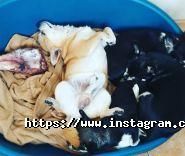 Chihomaniay, монопородний розплідник чихуахуа фото