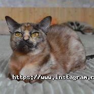 Ocean Eyes, розплідник бурманских кішок фото
