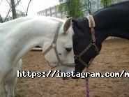 Мустанг, конно-спортивный клуб фото