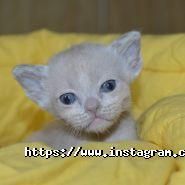 Ocean Eyes, розплідник бурманских кішок фото