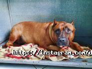 Dog premium, ветеринарная клиника фото