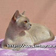 Ocean Eyes, розплідник бурманских кішок фото