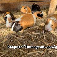 Animal park, контактний зоопарк фото