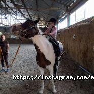 Мустанг, конно-спортивный клуб фото
