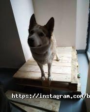 Dream, студія краси фото