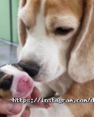 Доктор Вет, ветеринарний центр фото