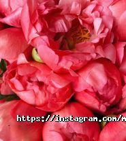 Menta Floral Design, декорування весіль та закладів фото