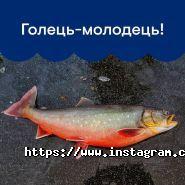 Seadora, сервіс доставки риби і морепродуктів фото