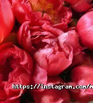 Menta Floral Design, декорування весіль та закладів фото