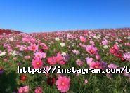 Bombay Bazar фото