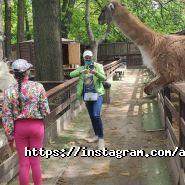 Animal park, контактний зоопарк фото