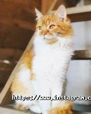 Happy Paw, вирішуємо проблему бездомних тварин фото
