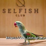 Selfish Club, загородный комплекс Selfish Club, загородный комплекс фото