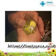 Люкс, ветеринарная аптека фото