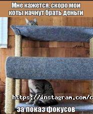 Cat House, кав'ярня фото